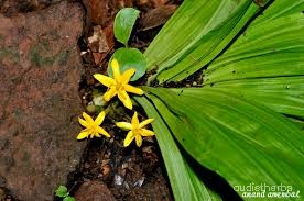 Curculigo orchioides flower7.jpg